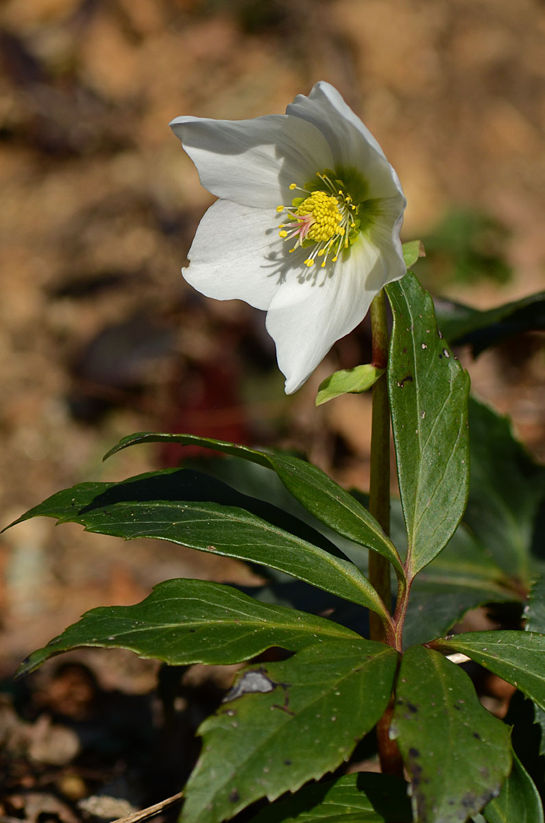 Helleborus niger / Rosa di Natale